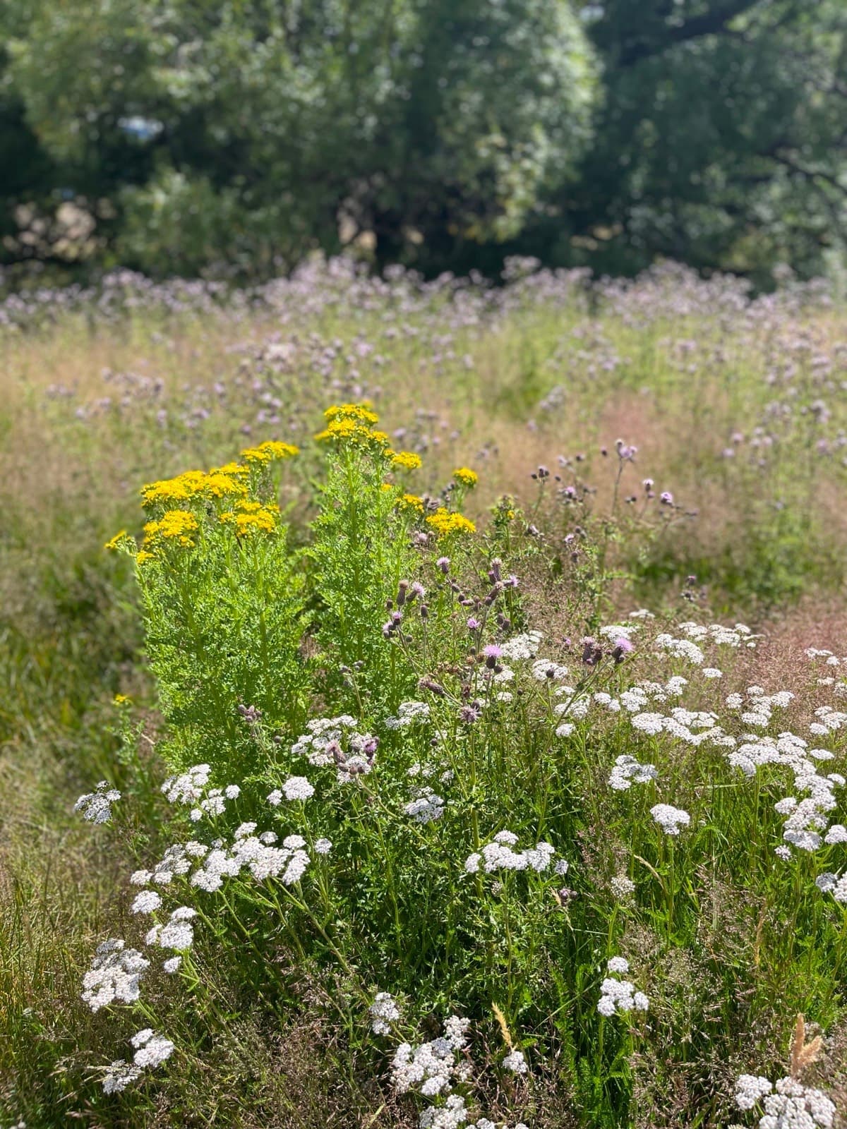 Wildflowers
