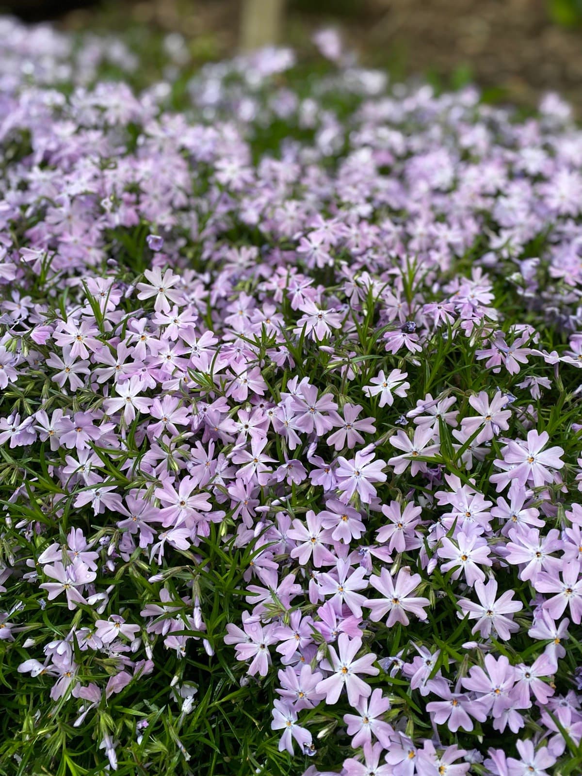 Purple wildflowers