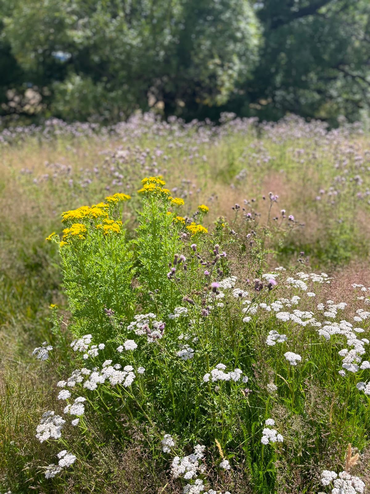 A meadow of wildflowers — yellow tansy, white yarrow, and purple thistle in tall grass.