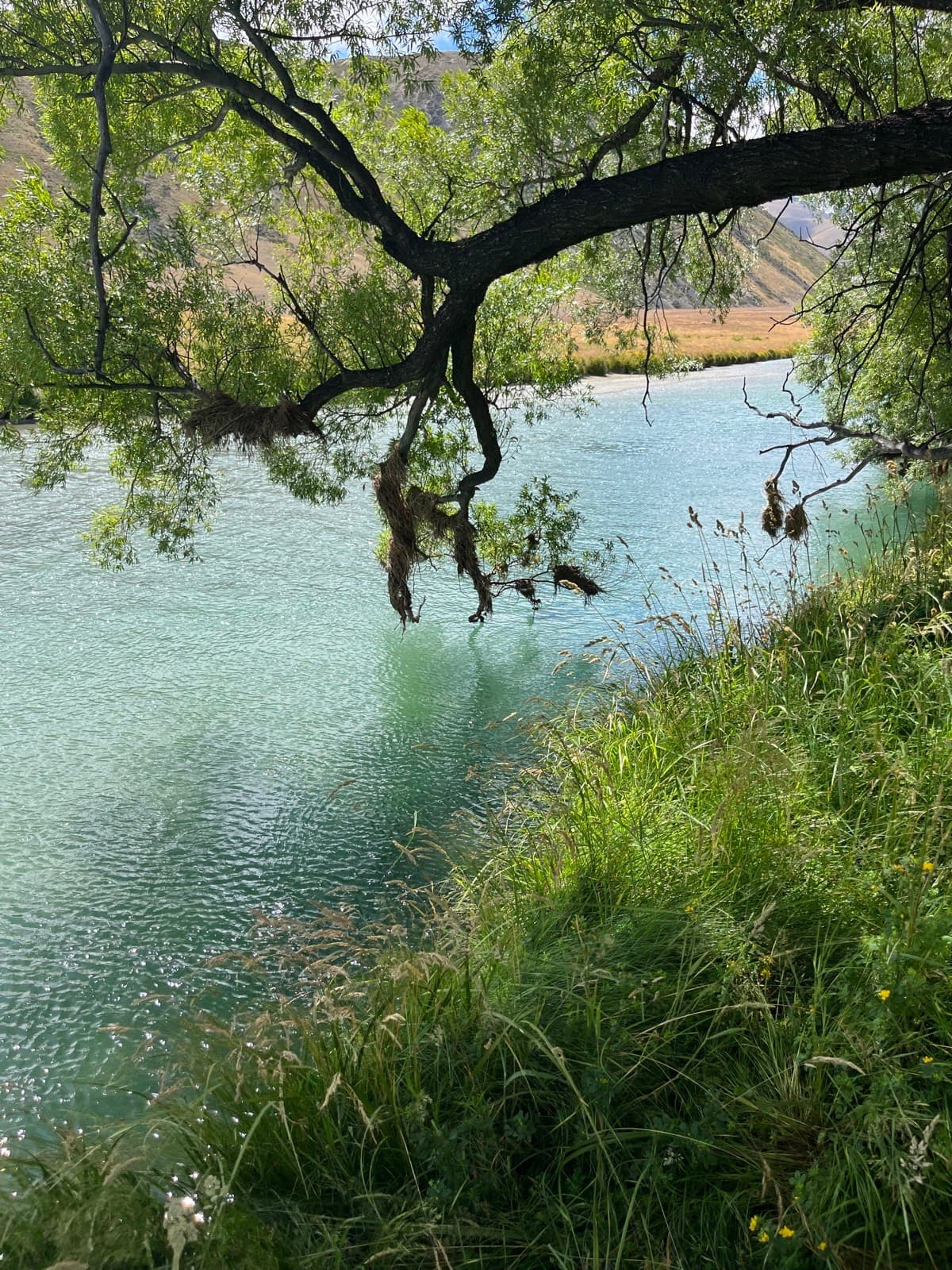 Ahuriri stream